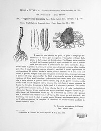 Gaeumannomyces graminis var. graminis image